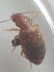 Dicheirotrichus