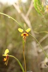 Diuris laxiflora