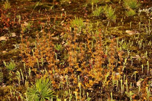 Drosera ramellosa