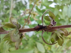 Liorhyssus