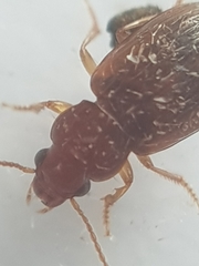 Dicheirotrichus
