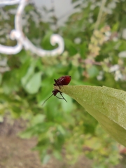 Liorhyssus