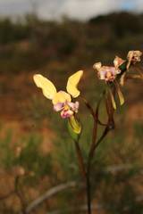 Diuris pulchella