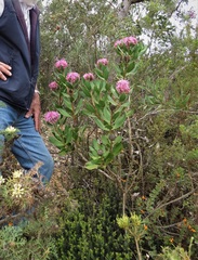 Isopogon latifolius