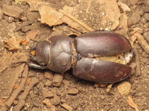 Lucanus tetraodon