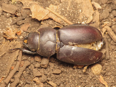Lucanus tetraodon