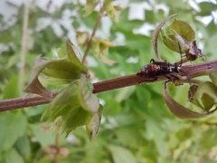 Liorhyssus