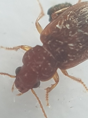 Dicheirotrichus