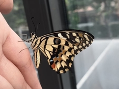 Papilio demoleus