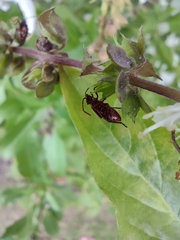 Liorhyssus