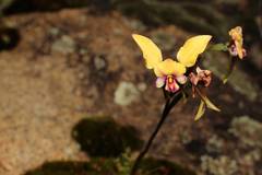 Diuris pulchella