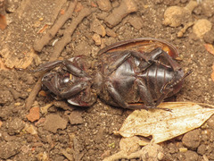 Lucanus tetraodon