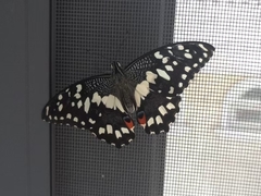 Papilio demoleus