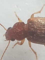 Dicheirotrichus