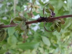 Liorhyssus