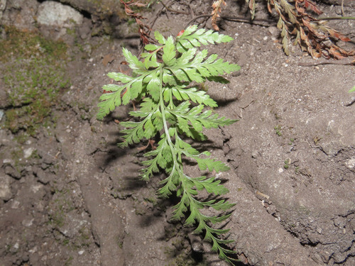 Black spleenwort