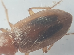 Dicheirotrichus