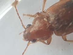 Dicheirotrichus
