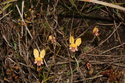 Image of Diuris pulchella by (c) Em Lamond, some rights reserved (CC BY)