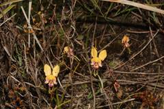 Diuris pulchella