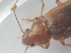 Dicheirotrichus