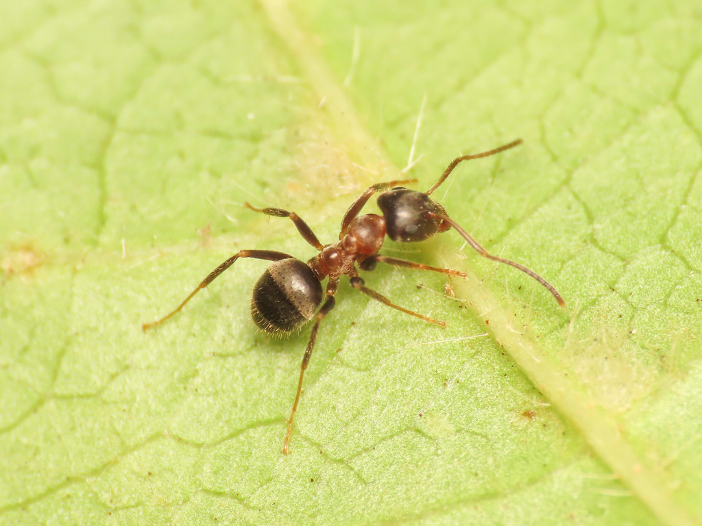 Zweifarbige Wegameise