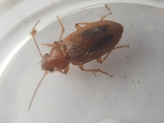 Dicheirotrichus