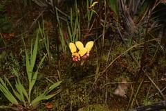 Diuris pulchella