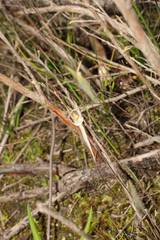 Caladenia varians