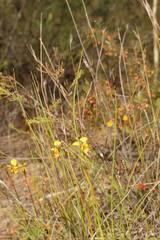 Diuris laxiflora