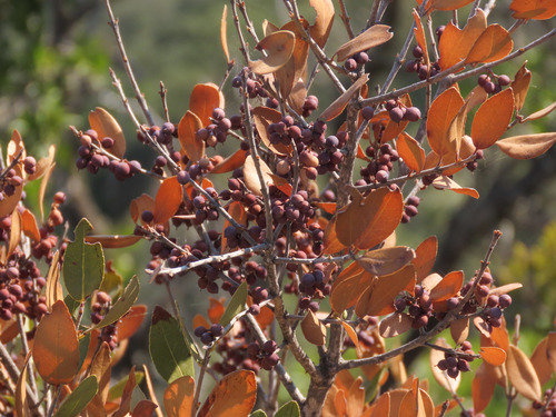 Green Olive Tree