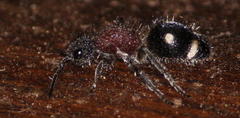 Dolichomutilla sycorax