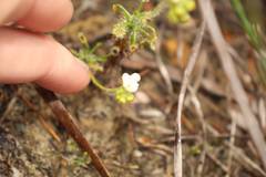 Drosera scorpioides