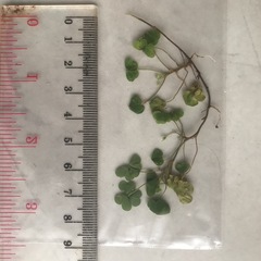 Oxalis corniculata