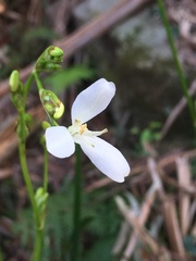 Libertia paniculata
