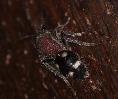 Dolichomutilla sycorax