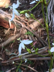 Libertia paniculata
