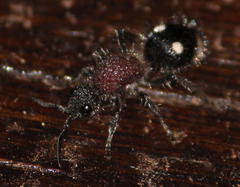 Dolichomutilla sycorax