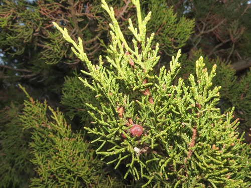 Mediterranean juniper