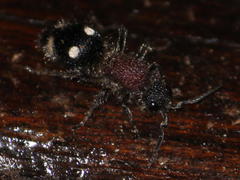 Dolichomutilla sycorax