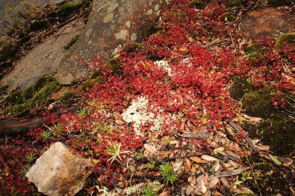 Drosera esperensis, Cape Le Grand WA 6450, Australia