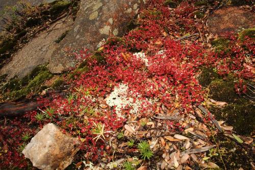 Drosera esperensis