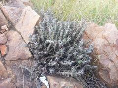 Euphorbia schinzii