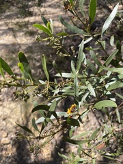 Daviesia corymbosa