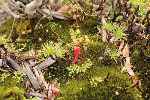 Image of Utricularia menziesii by (c) Em Lamond, some rights reserved (CC BY)