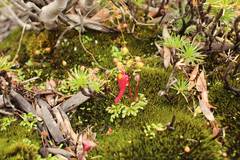 Utricularia menziesii