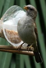 Passer diffusus stygiceps