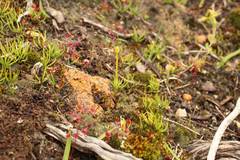 Phylloglossum drummondii