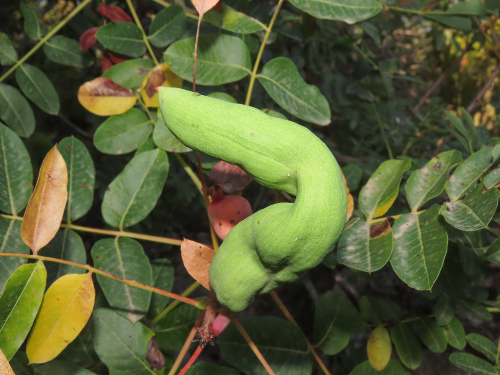 Pistacia Horn Gall Aphid