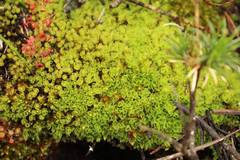 Pleurophascum occidentale